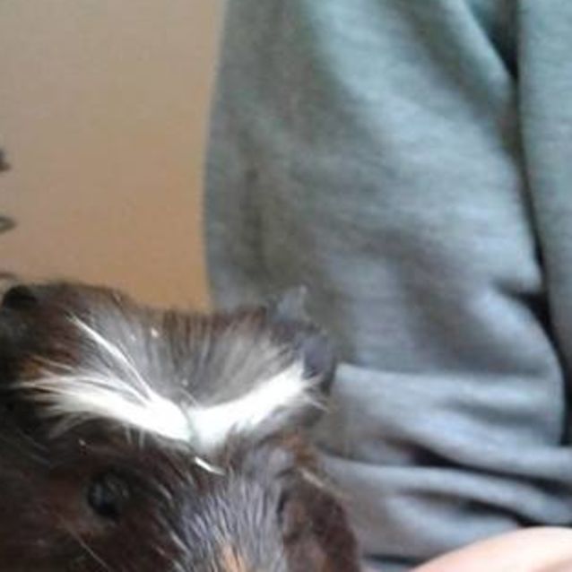 Photo of Mono   Haircut King!