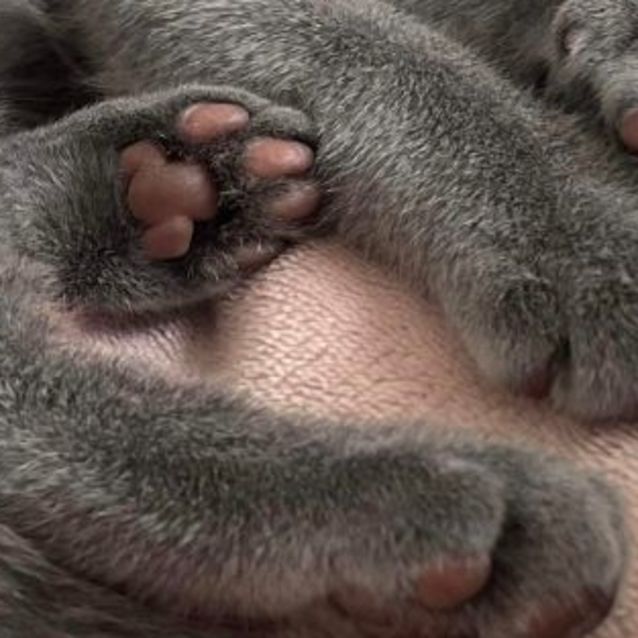 Photo of Trevor   Located In Ascot Vale