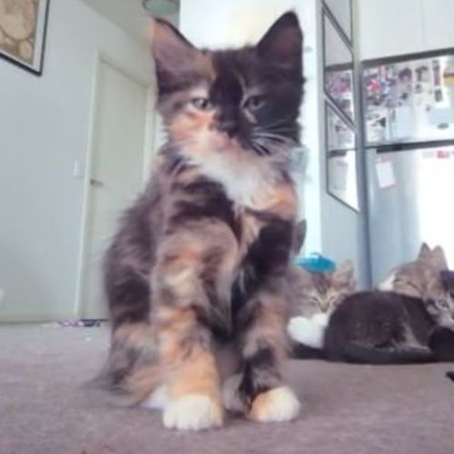 Bard **2nd Chance Cat Rescue**