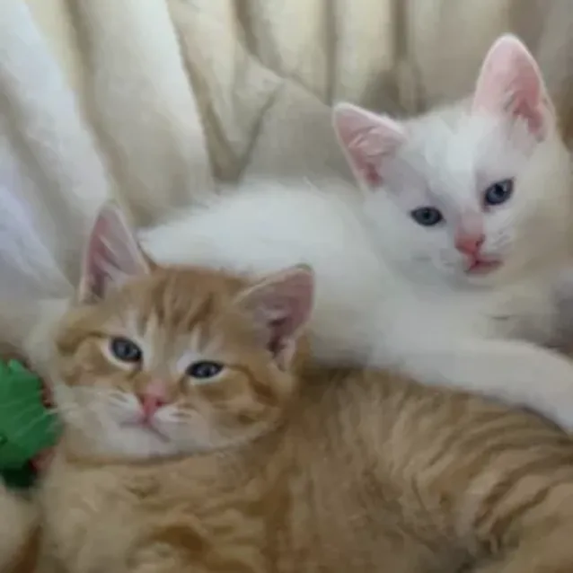 Photo of Mango And Snowflake ❤❤