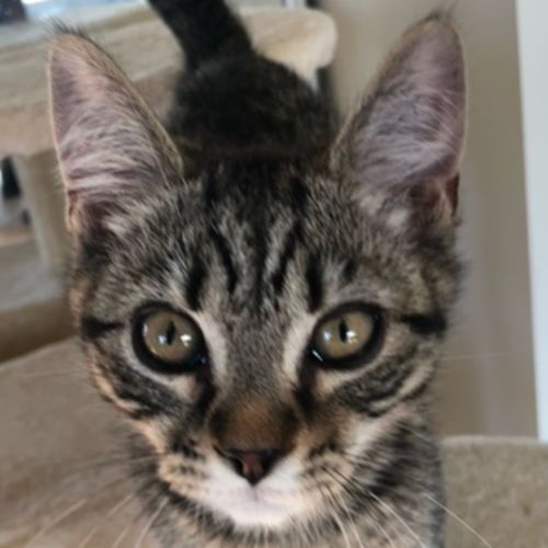 Colin - Meet me at Vets on Parker in Templestowe