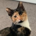 Photo of Cho