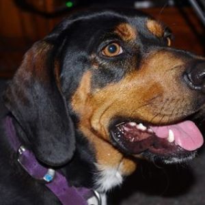 No photo for Roxy