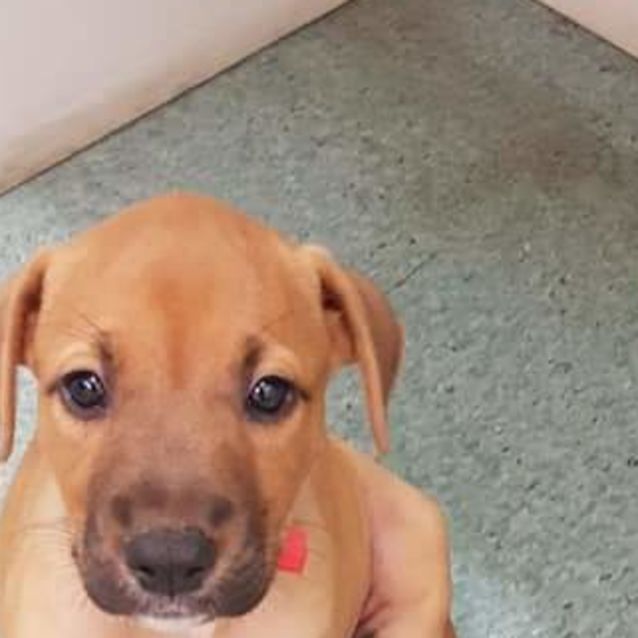 Staffy cross ridgeback puppies outlet