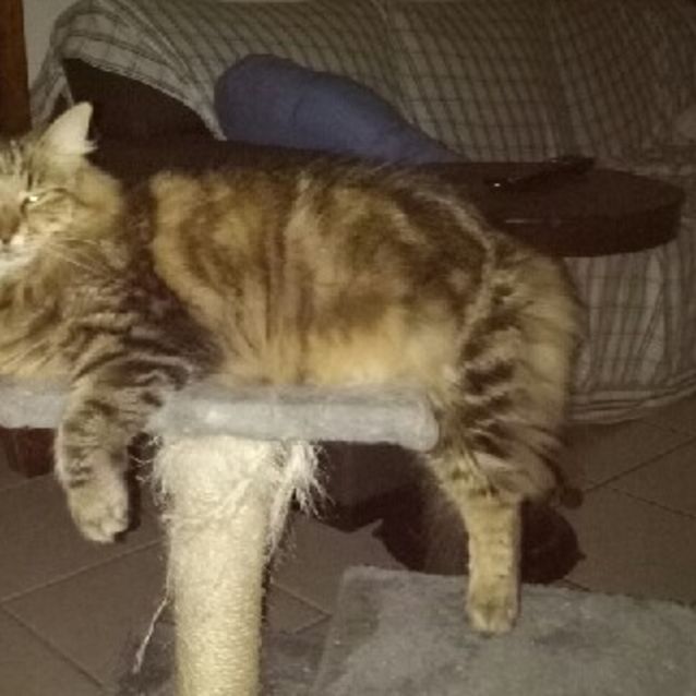 Photo of Josie