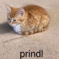 Photo of Timone And Prindl