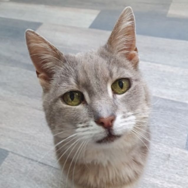Bree Sick Located In Roxburgh Park Female Domestic Short