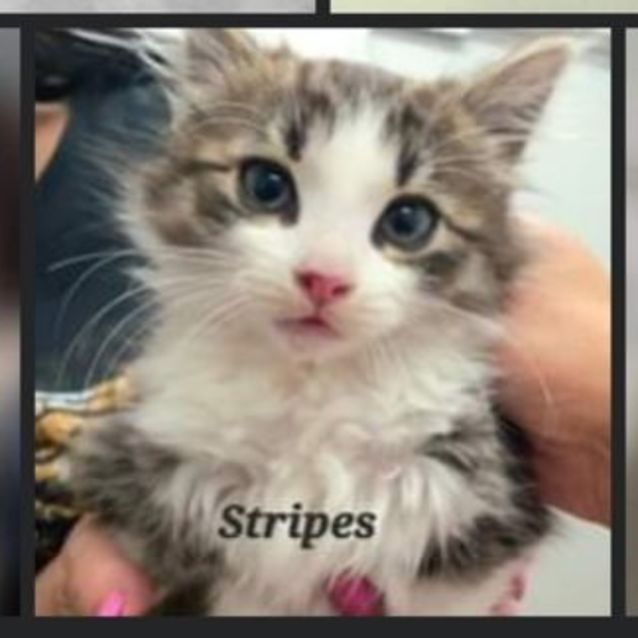 Photo of Stripes
