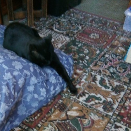 Bobby (cat)