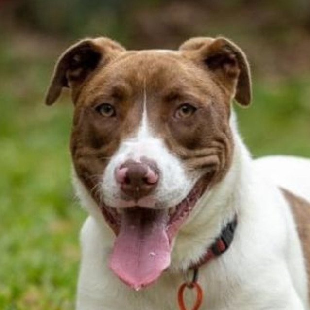 Dusty Large Male Bull Arab x Kelpie Mix Dog in QLD PetRescue