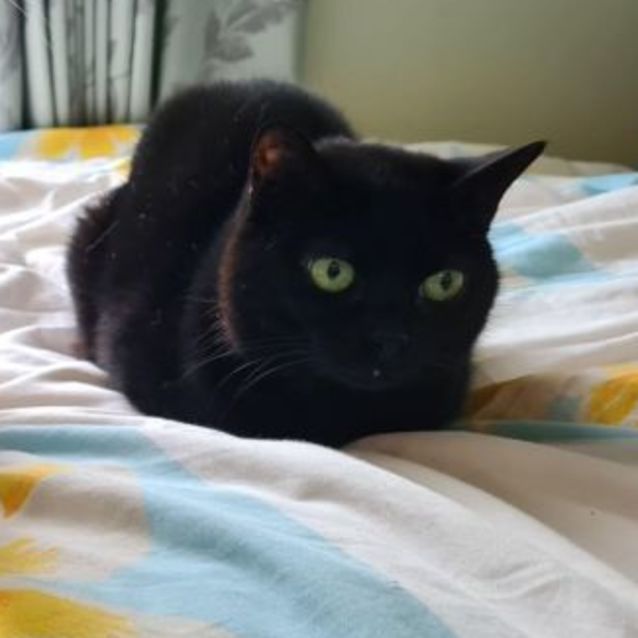 Photo of Nya   Located In Roxburgh Park