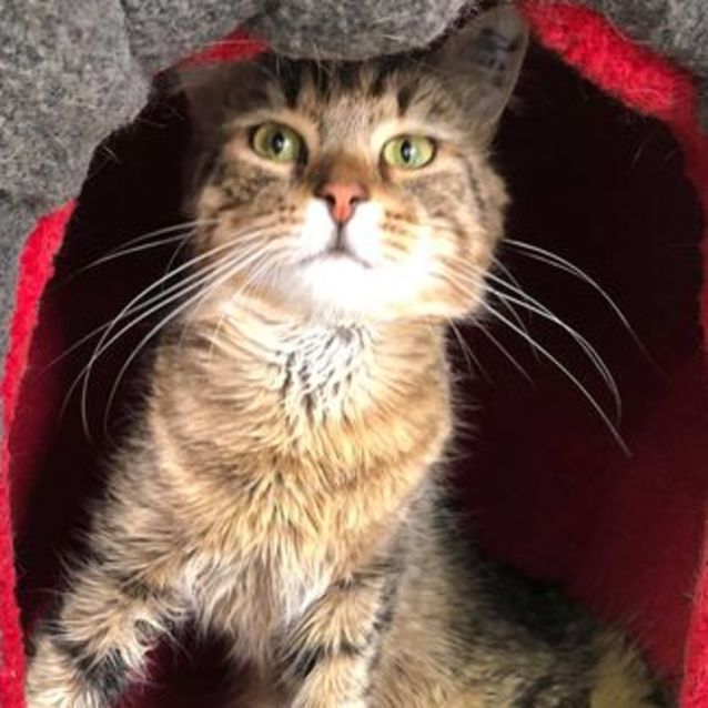Photo of Shamus   Located In Brunswick East