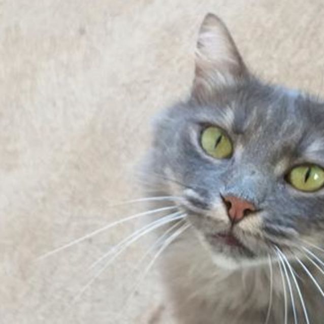 Photo of Alice