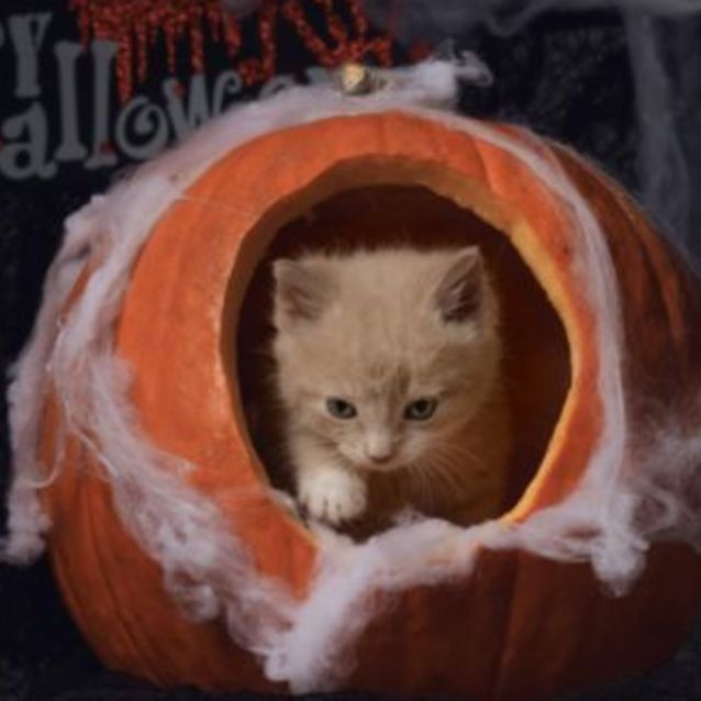 Photo of Hokey Pokey **2nd Chance Cat Rescue**