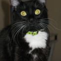 Photo of Onyx