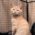 Photo of Ruebli **2nd Chance Cat Rescue**