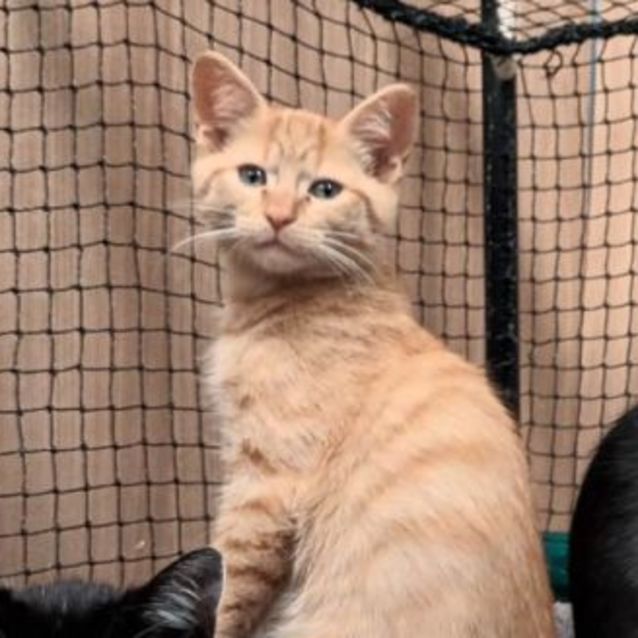 Photo of Ruebli **2nd Chance Cat Rescue**