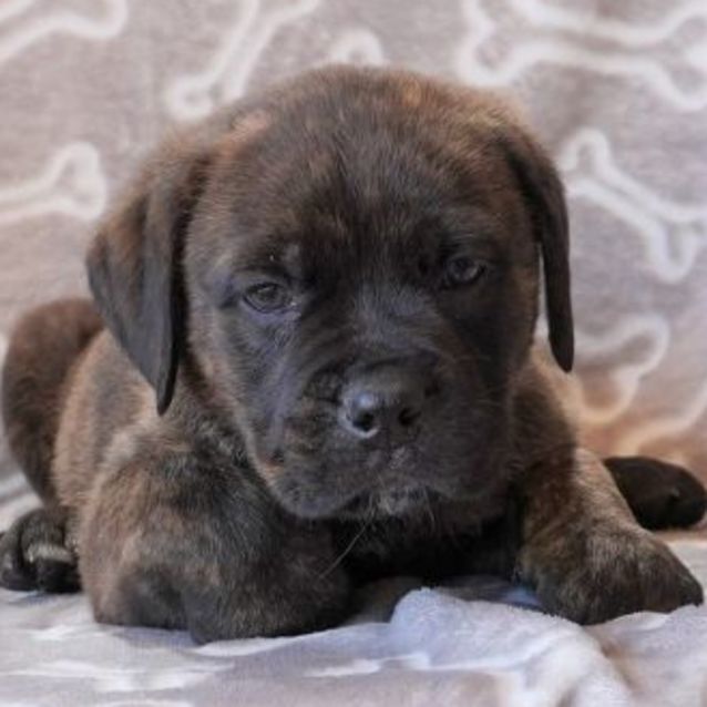Photo of Chevy