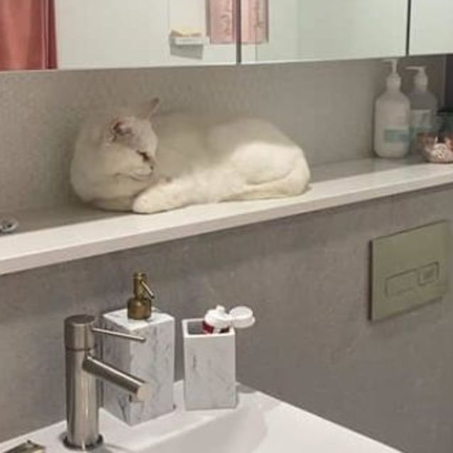 Photo of Leo   3 Year Old Cat (On Trial 10/10/21)