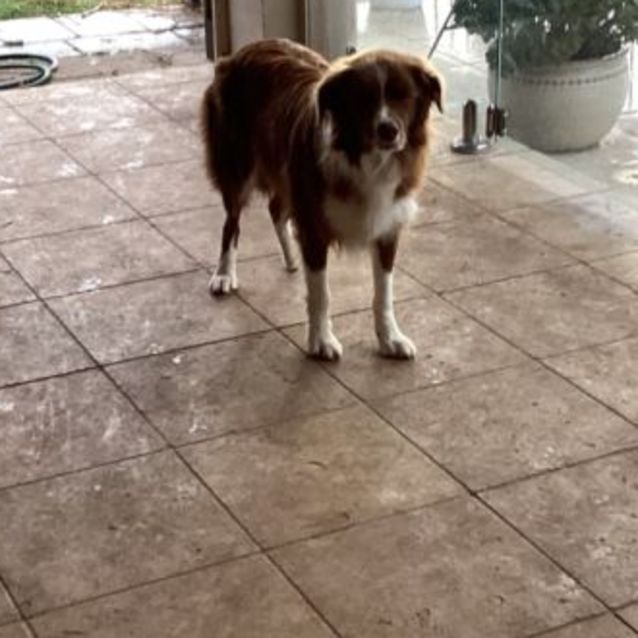 Photo of Bo