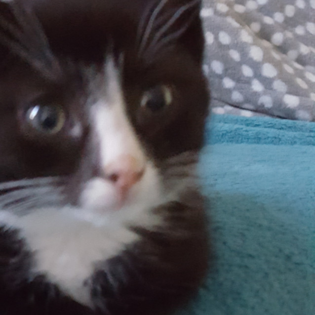 Photo of Oreo ^^Dandy Cat Rescue^^