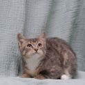 Photo of Barnum **2nd Chance Cat Rescue**
