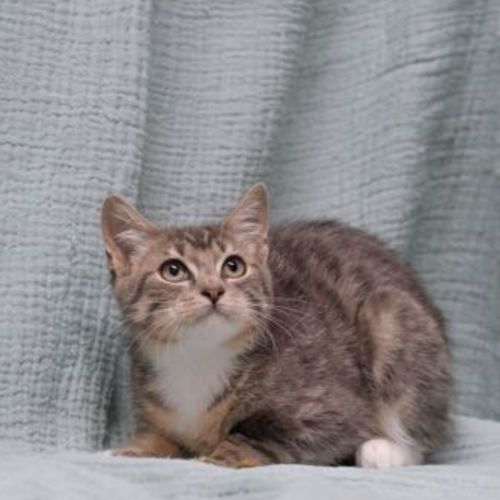 Barnum **2nd Chance Cat Rescue**