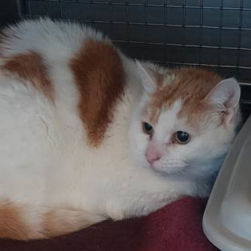 🌻🌻🌻Molly🌻🌻🌻