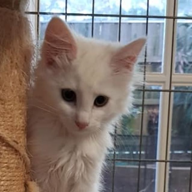 Photo of Willabelle **2nd Chance Cat Rescue**