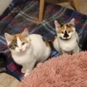Photo of Ursa **2nd Chance Cat Rescue**