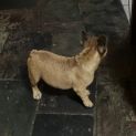 Photo of Chewie 