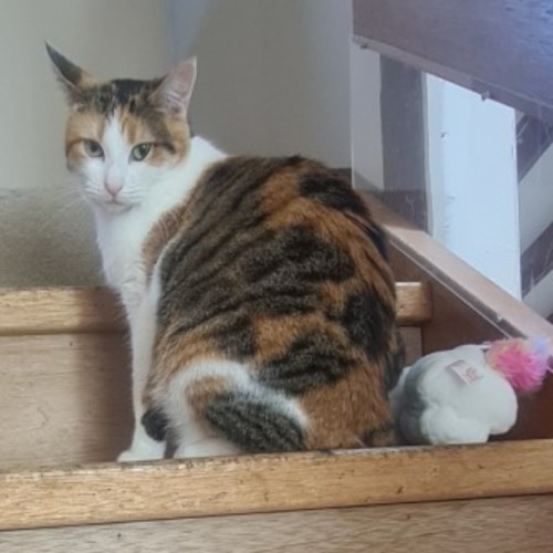 No photo for Coco 🥥