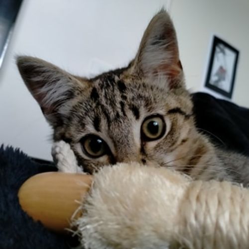Narla ^Dandy Cat Rescue^