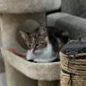 Photo of Anise