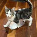 Photo of Incy **2nd Chance Cat Rescue**