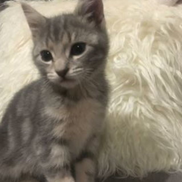 Photo of Dolly **2nd Chance Cat Rescue**