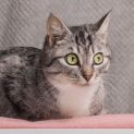 Photo of Mumma Mia ** 2nd Chance Cat Rescue**