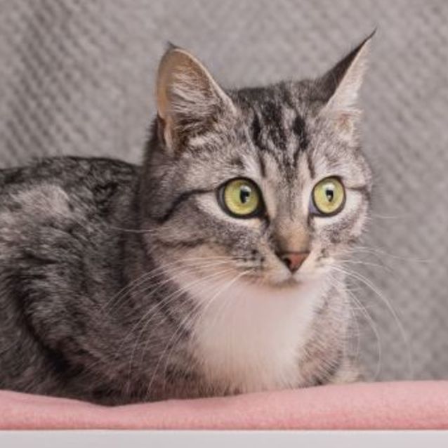 Photo of Mumma Mia ** 2nd Chance Cat Rescue** 
