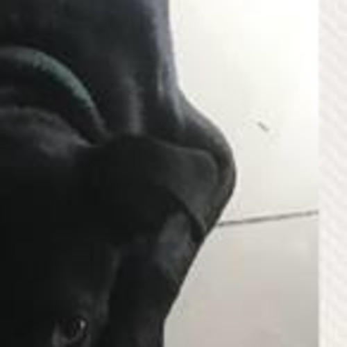 Pablo (on adoption trial)
