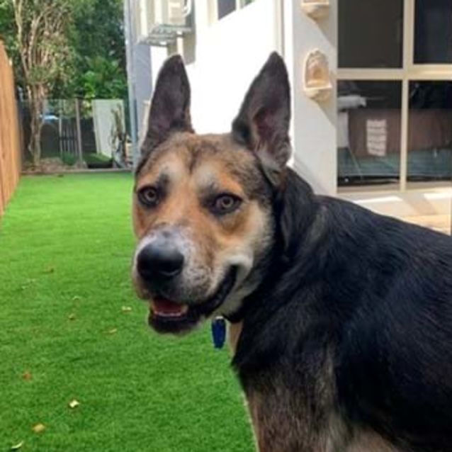 Photo of Toby