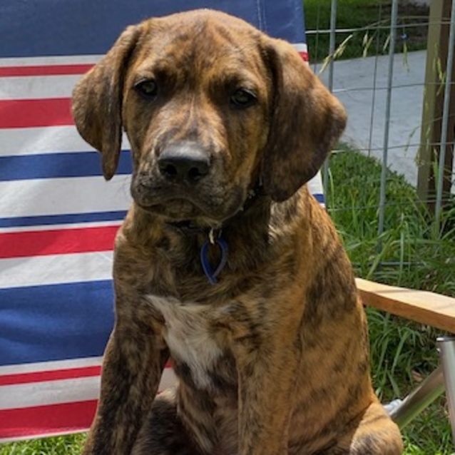 Photo of Teddy ~ 14wo Mastiff X ~ On Trial 21/11/20