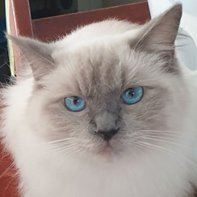 Photo of Cleo