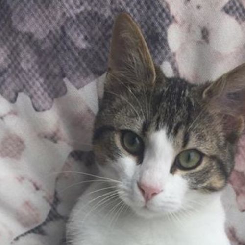 Woody (Located in Brighton)