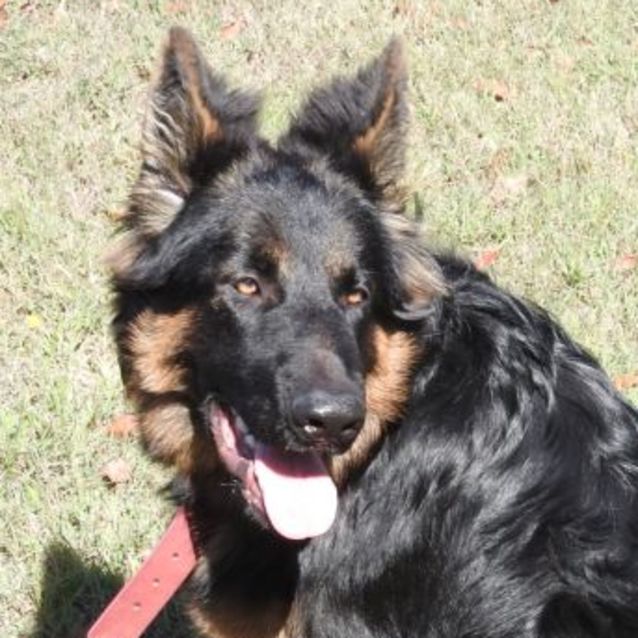 Rocky - Large Male German Shepherd Dog In Nsw - Petrescue