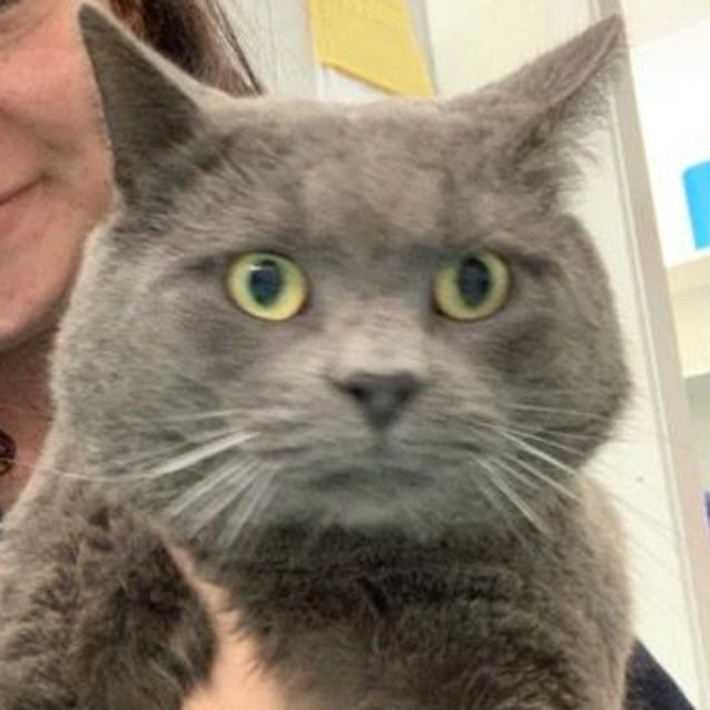 Photo of Hank   Meet Me At Cat Lounge/Neko Hq Preston