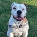 Photo of Boof