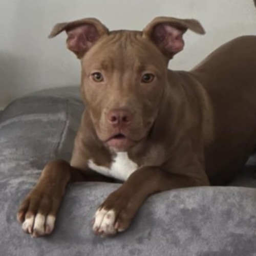 No photo for Puppins