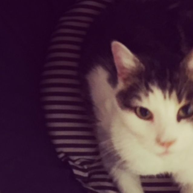 Photo of Prince (Located In Eltham North)