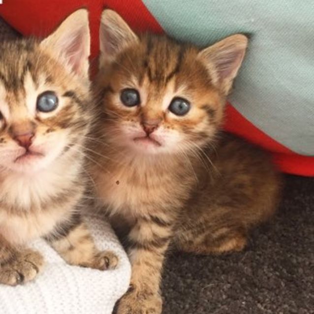 Photo of Aladdin Little Munchkin!