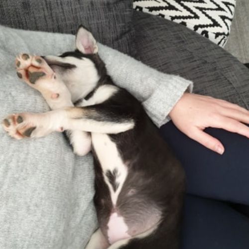 Frankie